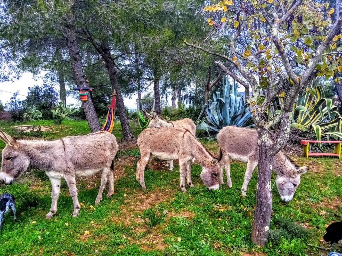 Arche De Noe Atypique, Boheme , Nature, Piscine Chauffee De Paques A Toussaint , Spa , Sauna , Loisirs Le Beausset Dış mekan fotoğraf